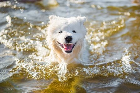 White dog Samoyed swims in the water on the Baltic Seaの写真素材