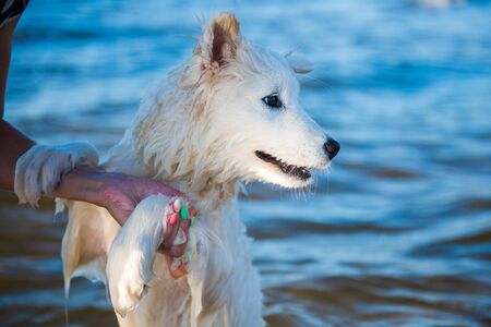 White dog Samoyed swims in the water on the Baltic Seaの写真素材