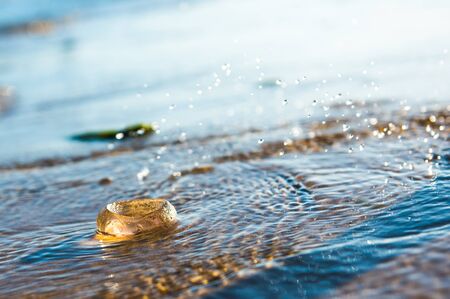 Single Moon Jellyfish lying on the Baltic Sea beach during the sunset