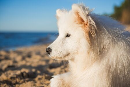 White dog Samoyed walks on the shore of the Baltic Seaの写真素材