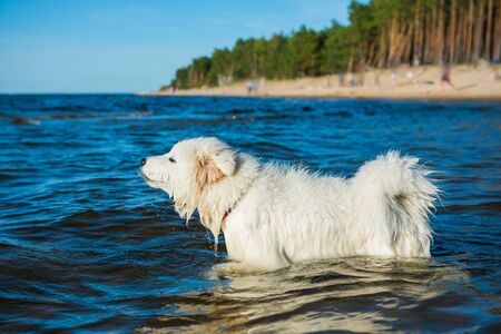 White dog Samoyed walks on the shore of the Baltic Seaの写真素材