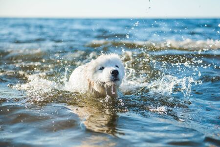 White dog Samoyed swims in the water on the Baltic Seaの写真素材