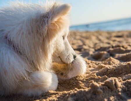White dog Samoyed is lying near Sea on the sand