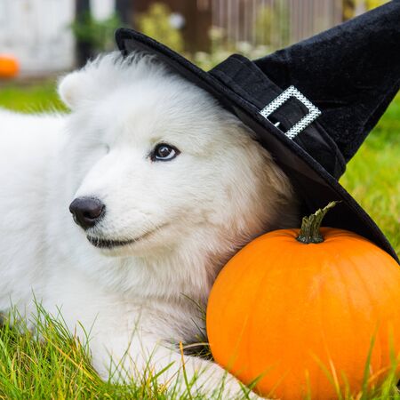 White Samoyed dog in hat with halloween pumpkin.の写真素材