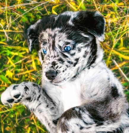 Labrador puppy dog in autumnの写真素材