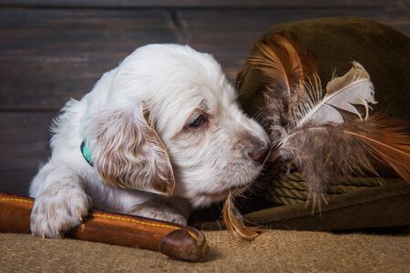 english setter puppy hunting dog next to a hunting knife and a hat with duck feathersの写真素材