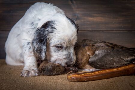 english setter puppy dog with knife and duckの写真素材