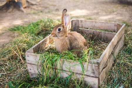 Big rabbit is standing in the wooden box with hay.の写真素材
