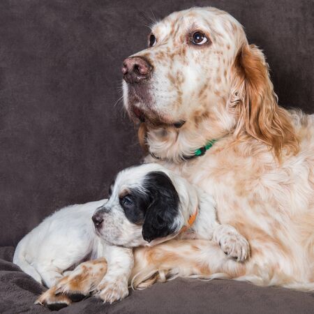 English setter big dog mother and puppy