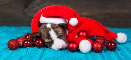 Funny Basenji puppy dog in santa hat and red ballsの写真素材