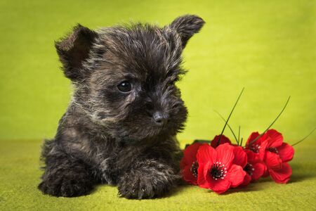 Cairn Terrier puppy dog with red poppies flowers