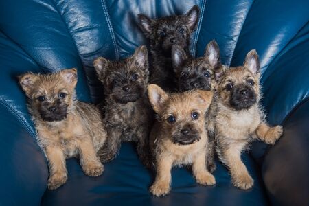 Six Cairn Terrier puppies dogs kennel on couchの写真素材