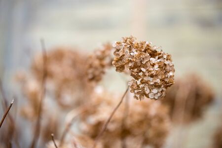 Dried old Hydrangeas. Early spring. Dry flowers. Small golden flowers. Soft light.