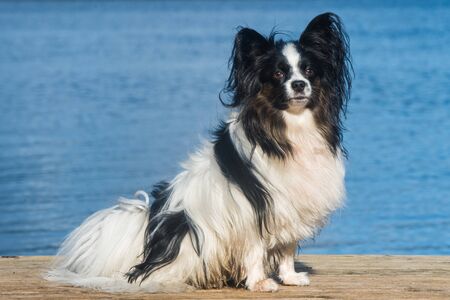 Papillon dog white and brindle coat at the seasideの写真素材