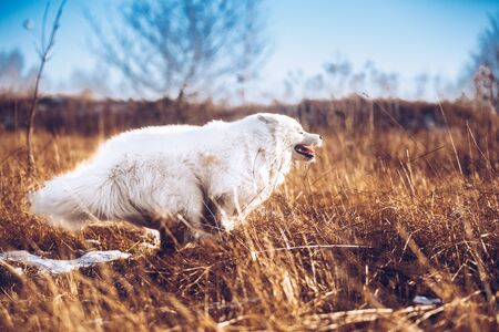 White fluffy Samoyed dog puppy is running outside