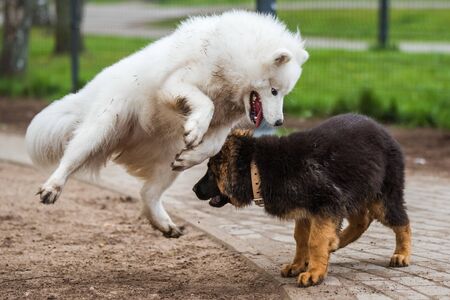 Samoyed dog and German Shepherd in motion play in the parkの写真素材