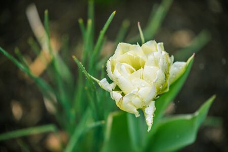 Yellow white tulips bloom in the park on nature springtimeの写真素材