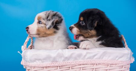 Two Australian Shepherd puppies dogs tri-color black, brown and white and merle six weeks old, sitting inside basket on light blue background.の写真素材