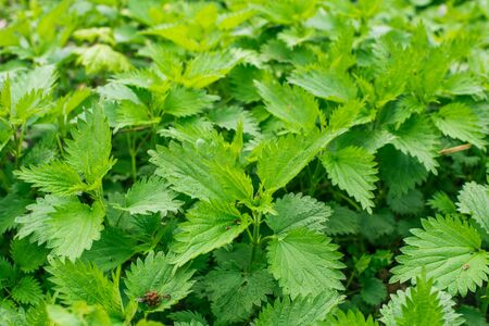 Green fresh Stinging nettle background or spring textureの写真素材