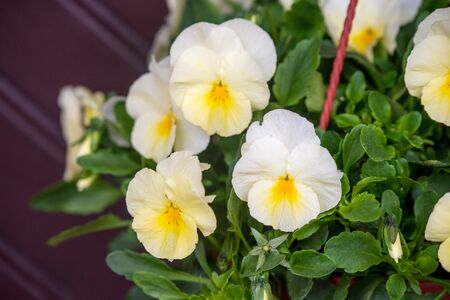 White yellow pansies flowers in a hanging pot with water rain drops outsideの写真素材