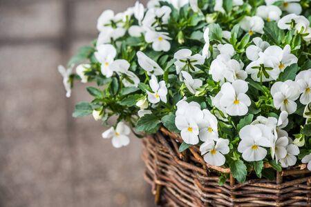 White pansies flowers in a hanging pot with water rain drops outsideの写真素材