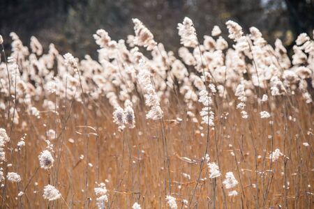 Golden reeds in the sunの写真素材