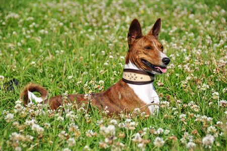 Basenji dog on a leash. Portraitの写真素材