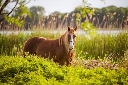 Horse grazing freely in a rural scene with a riverの写真素材
