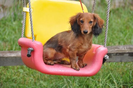 long haired Dachshund rabbit sitting on a swingの写真素材
