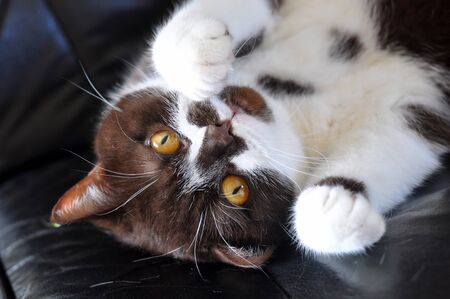British Short hair cat with bright yellow eyes