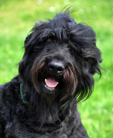 Black Russian Terrier dog close up in the gardenの写真素材