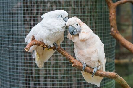 Two lovers White cockatoos parrot sitting on a branch and cooing. Lovely couple of cockatoos.の写真素材