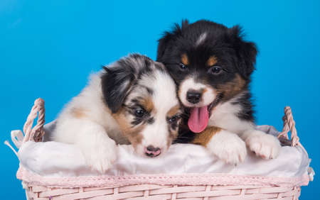 Two Australian Shepherd puppies dogs tri-color black, brown and white and merle six weeks old, sitting inside basket on light blue background.の写真素材