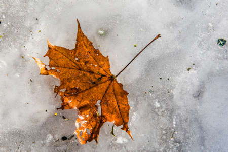 Maple leaf frozen in ice on winter background.の写真素材