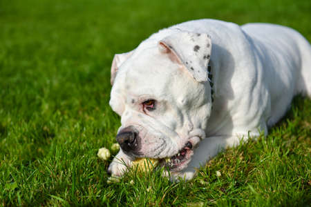 Funny nice white American Bulldog dog is eatingの写真素材