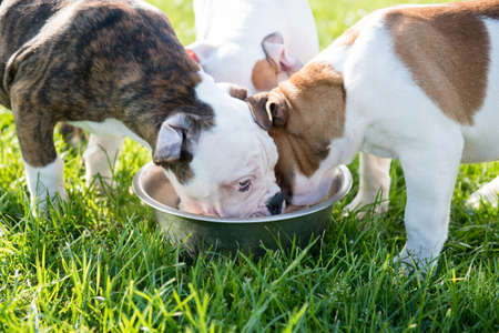 Funny nice white American Bulldog puppies are eatingの写真素材