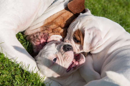 American Bulldog puppies with mother are playingの写真素材