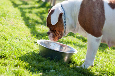 American Bulldog dog are eating on natureの写真素材