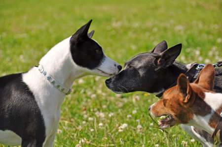 Three red basenji dogs sniffing each other in the noseの写真素材