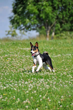 tricolor basenji dog running outside on green grassの写真素材
