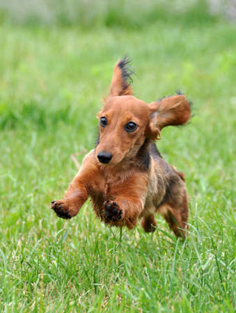 dachshund dog running outdoors in green grassの写真素材