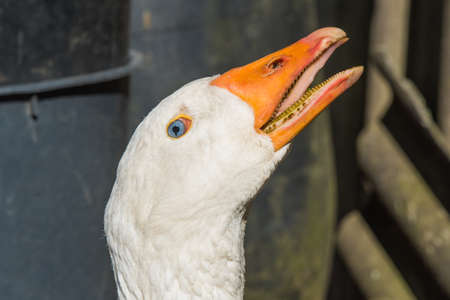 old white goose portait on nature outdoor