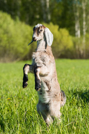 south african boer goat doeling portrait on natureの写真素材