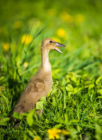 little domestic gray duckling sitting in green grassの写真素材