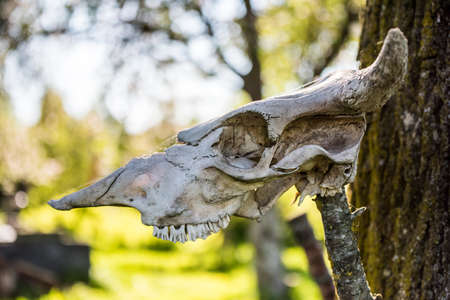Horned cow head skeleton hanging on wood.の写真素材