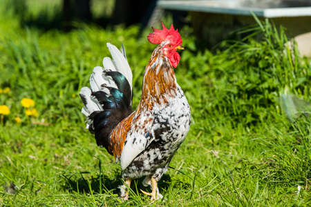 A rooster walks on the green grassの写真素材