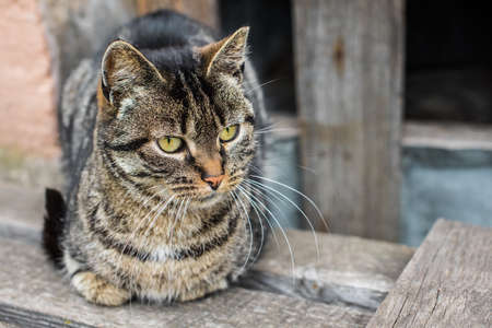 tabby cat homeless is sitting in the basementの写真素材