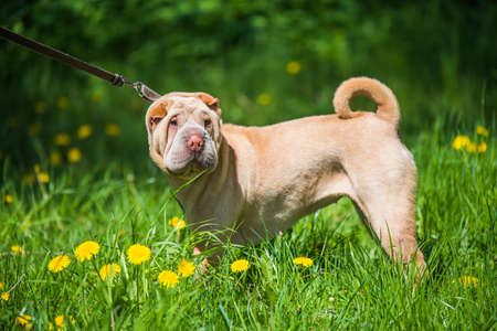 Shar Pei dog on a leash in green grass backgroundの写真素材