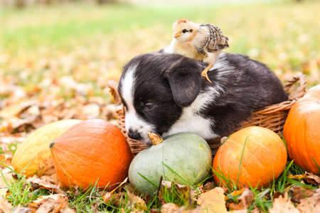 Corgi puppy dog with chicken and pumpkin in basketの写真素材