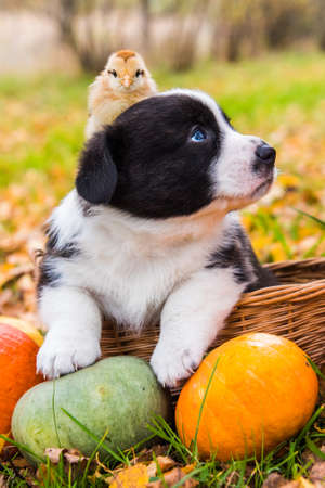 Corgi puppy dog with chicken and pumpkin in basket